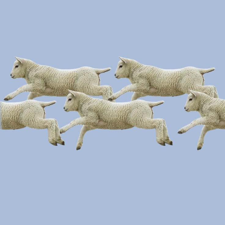 Sustainable knitwear gift card featuring playful jumping sheep on a pastel blue background.